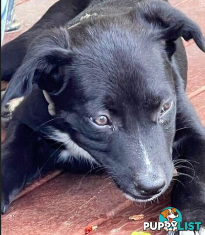 Kelpie Pups