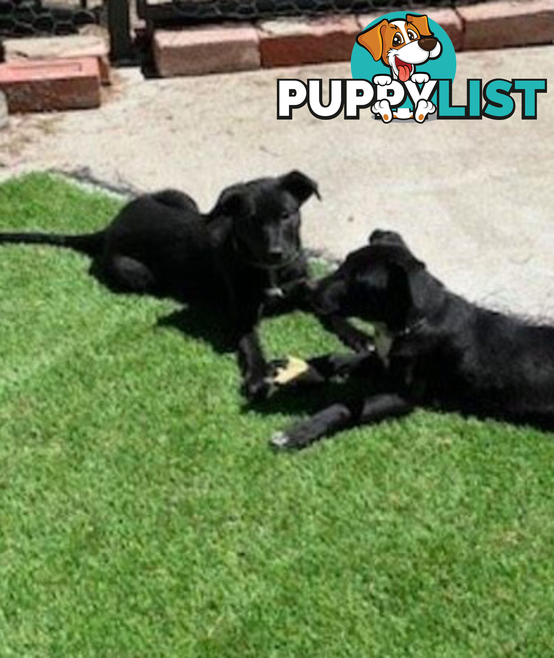 Kelpie Pups