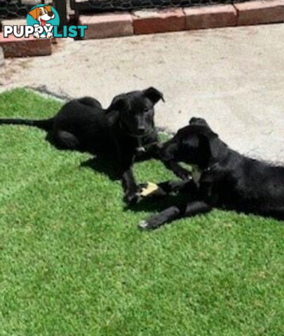 Kelpie Pups