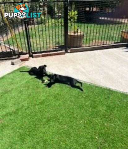 Kelpie Pups