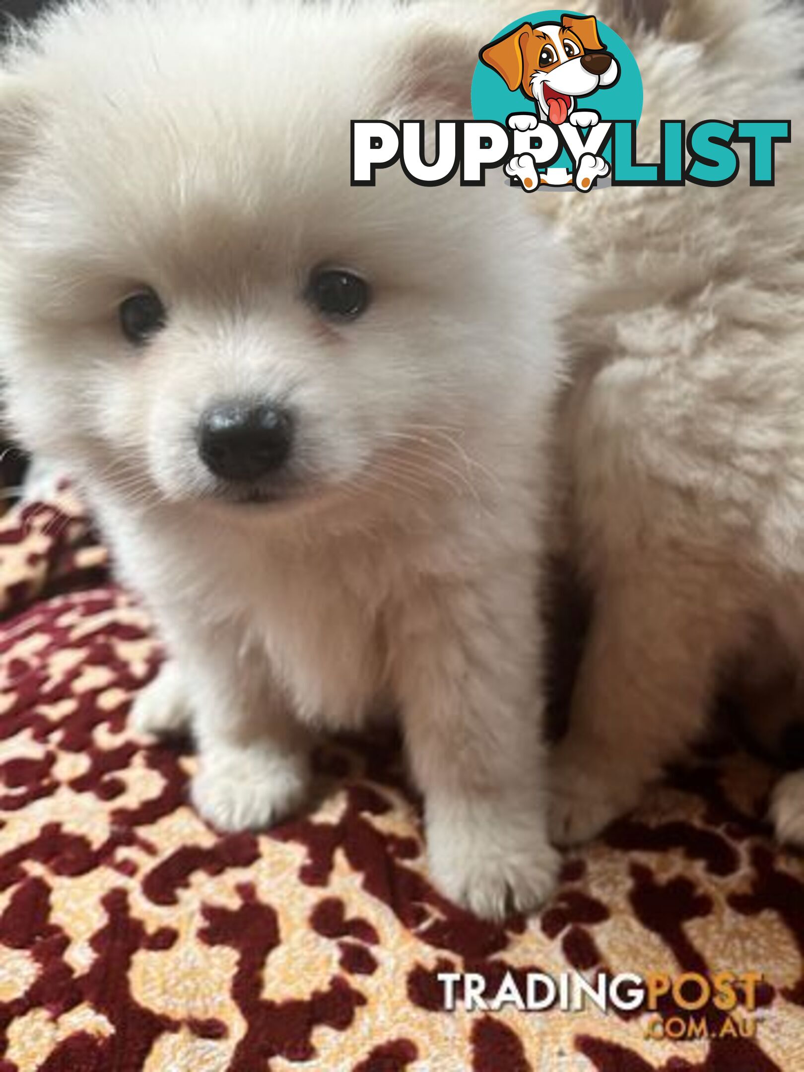 Pure breed Pomeranian Puppies