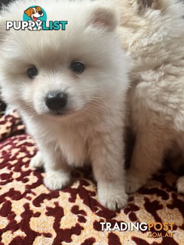 Pure breed Pomeranian Puppies