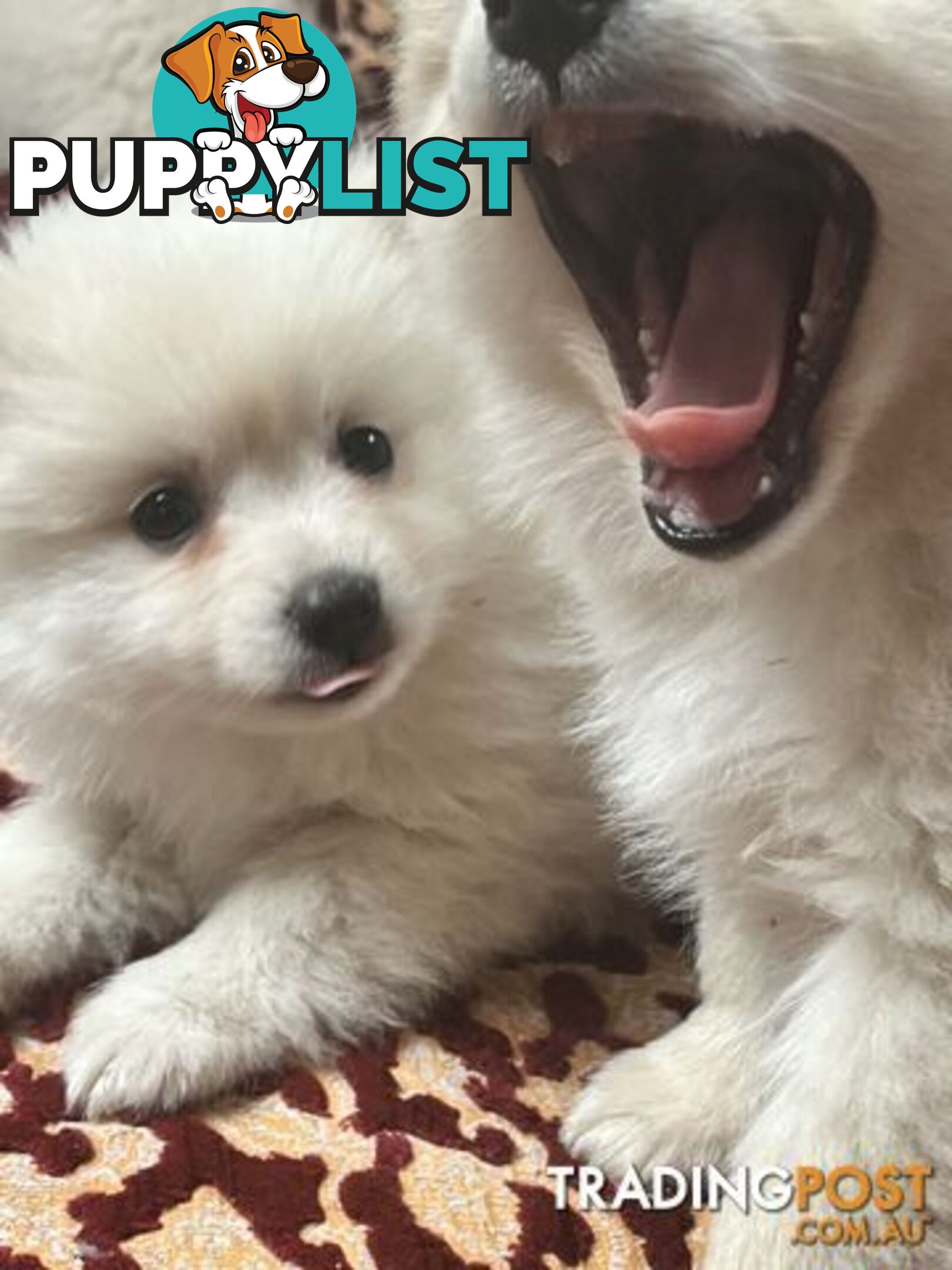 Pure breed Pomeranian Puppies