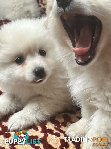 Pure breed Pomeranian Puppies