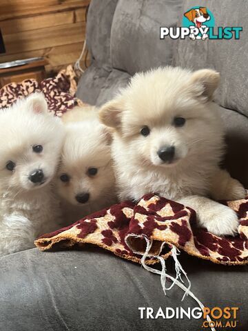 Pure breed Pomeranian Puppies