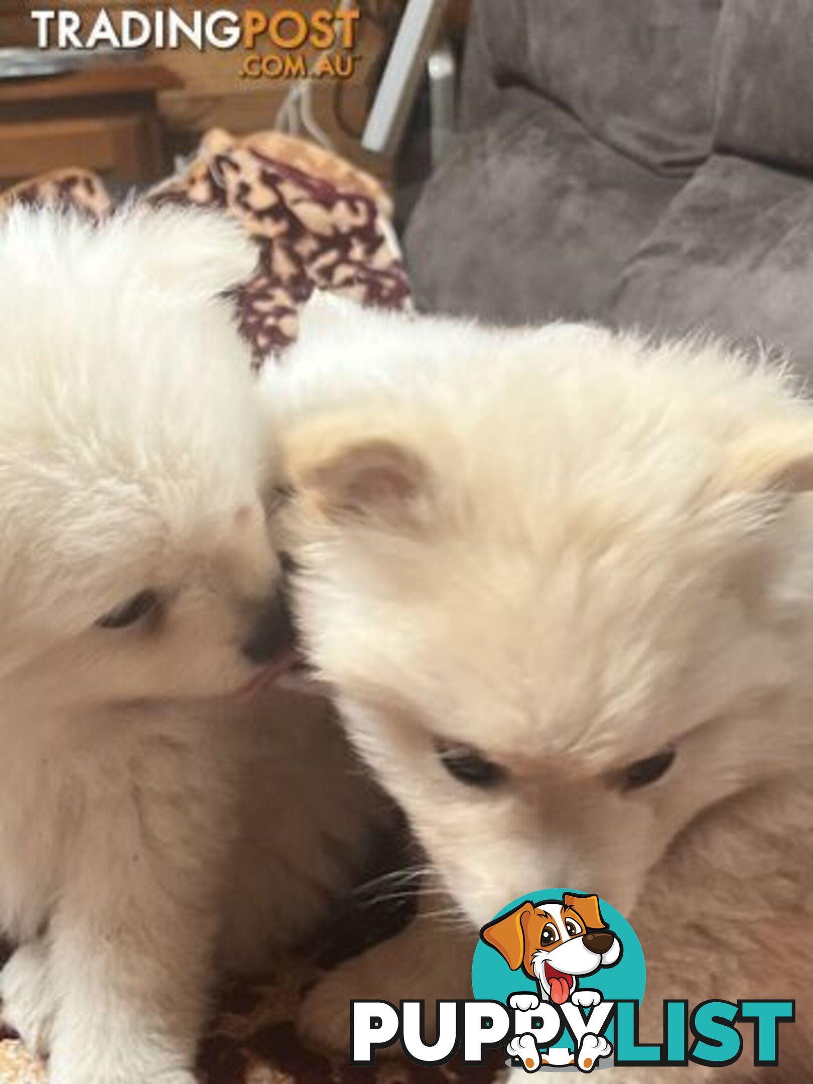 Pure breed Pomeranian Puppies