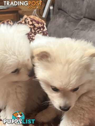 Pure breed Pomeranian Puppies