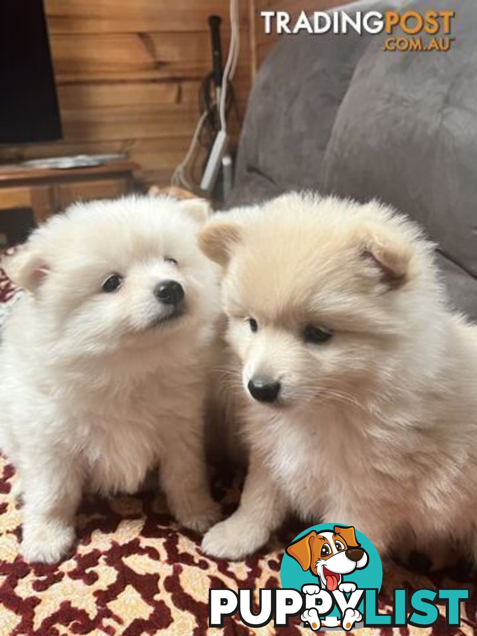 Pure breed Pomeranian Puppies