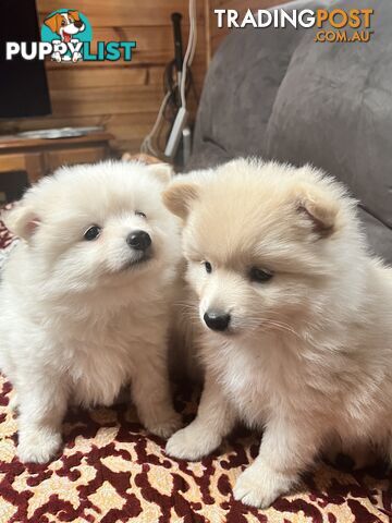 Pure breed Pomeranian Puppies