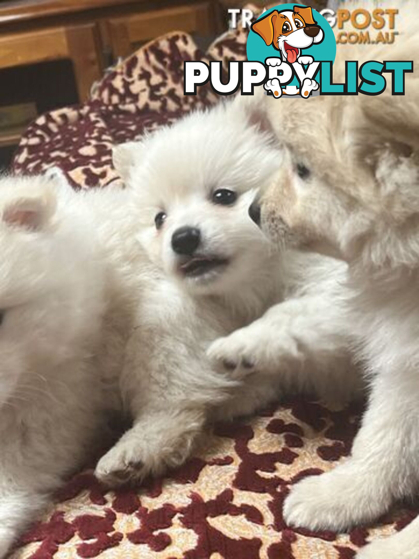 Pure breed Pomeranian Puppies