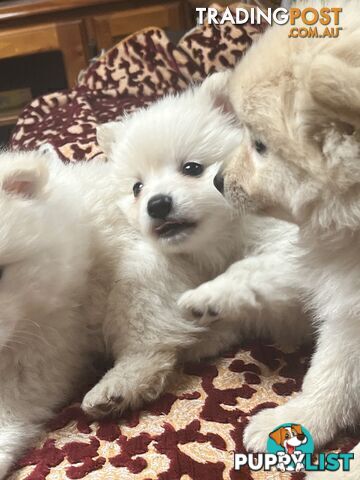 Pure breed Pomeranian Puppies