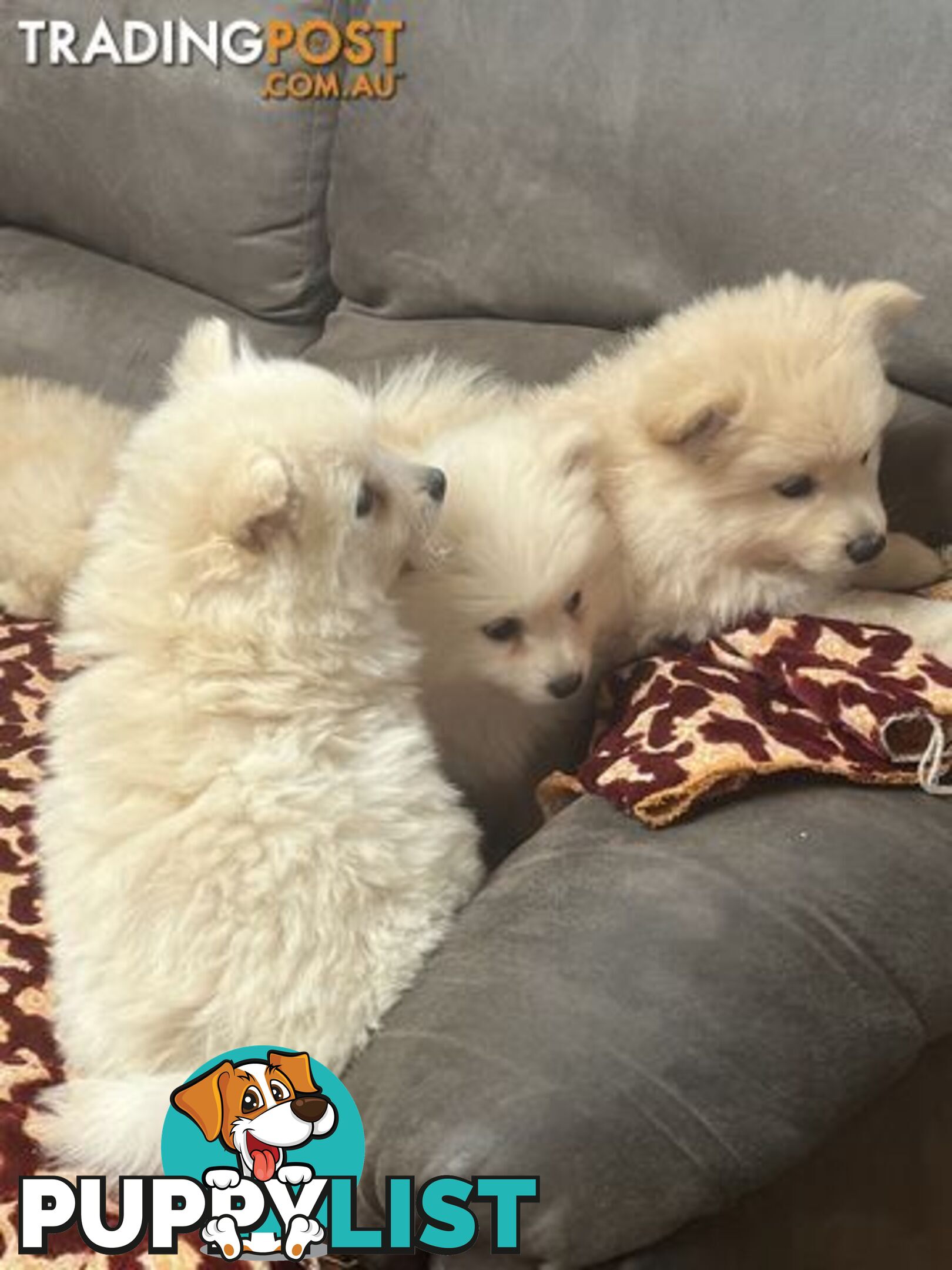 Pure breed Pomeranian Puppies