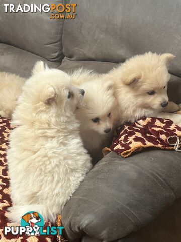 Pure breed Pomeranian Puppies