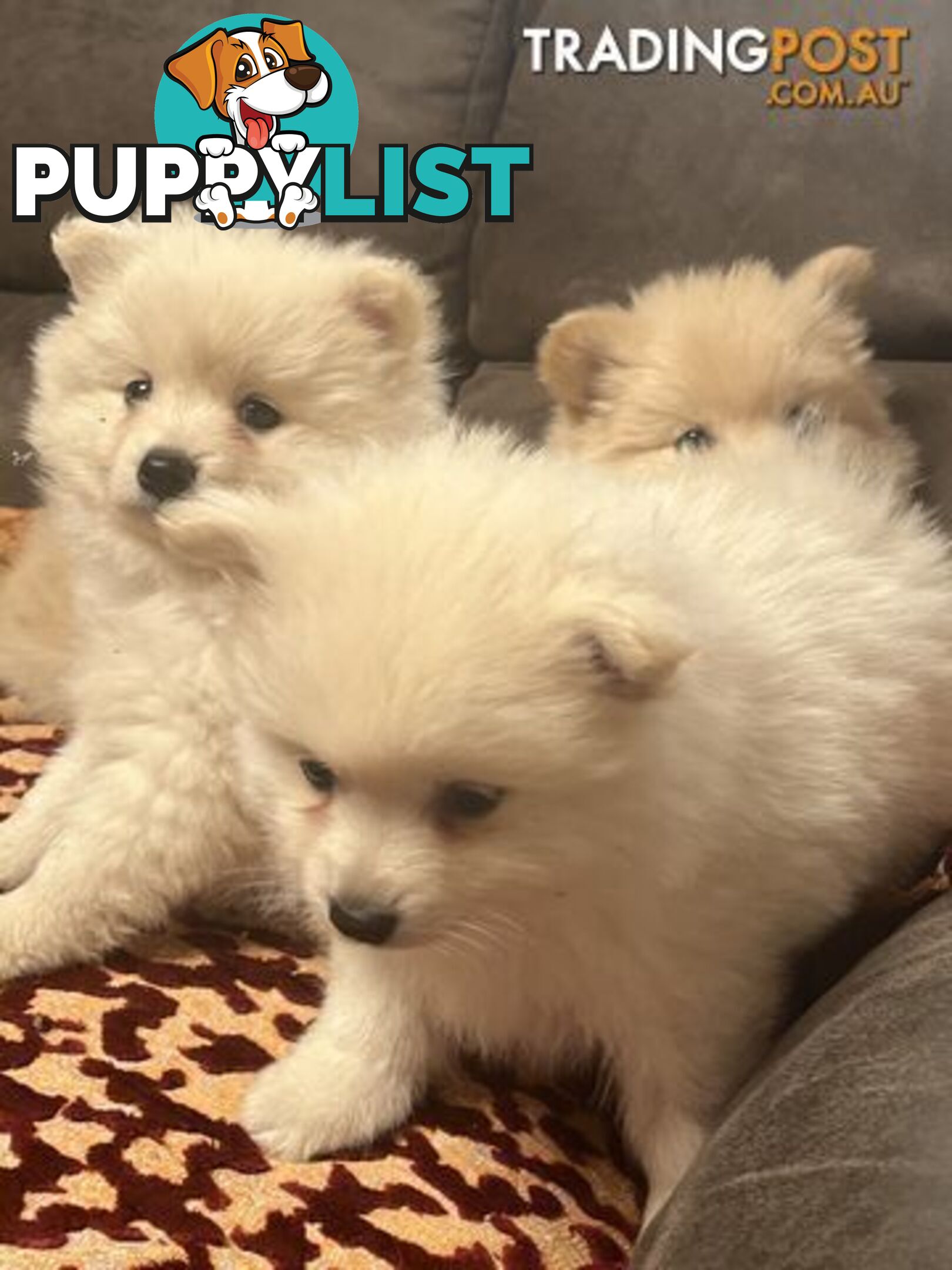 Pure breed Pomeranian Puppies