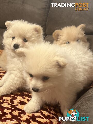 Pure breed Pomeranian Puppies