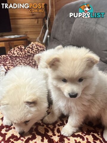 Pure breed Pomeranian Puppies