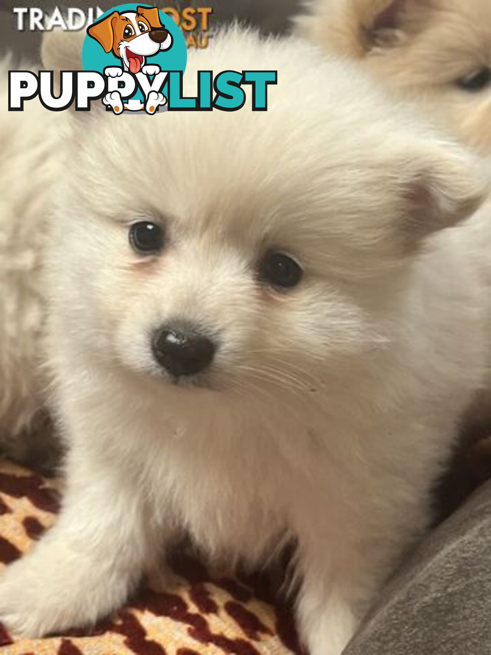Pure breed Pomeranian Puppies