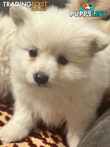Pure breed Pomeranian Puppies