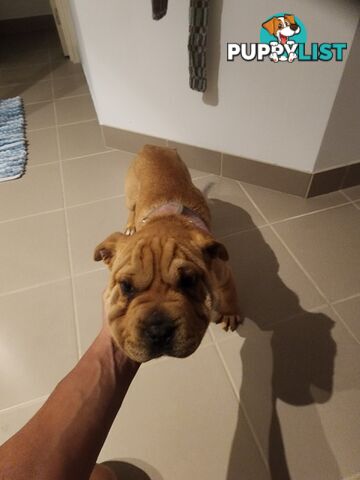 Shar pei puppy