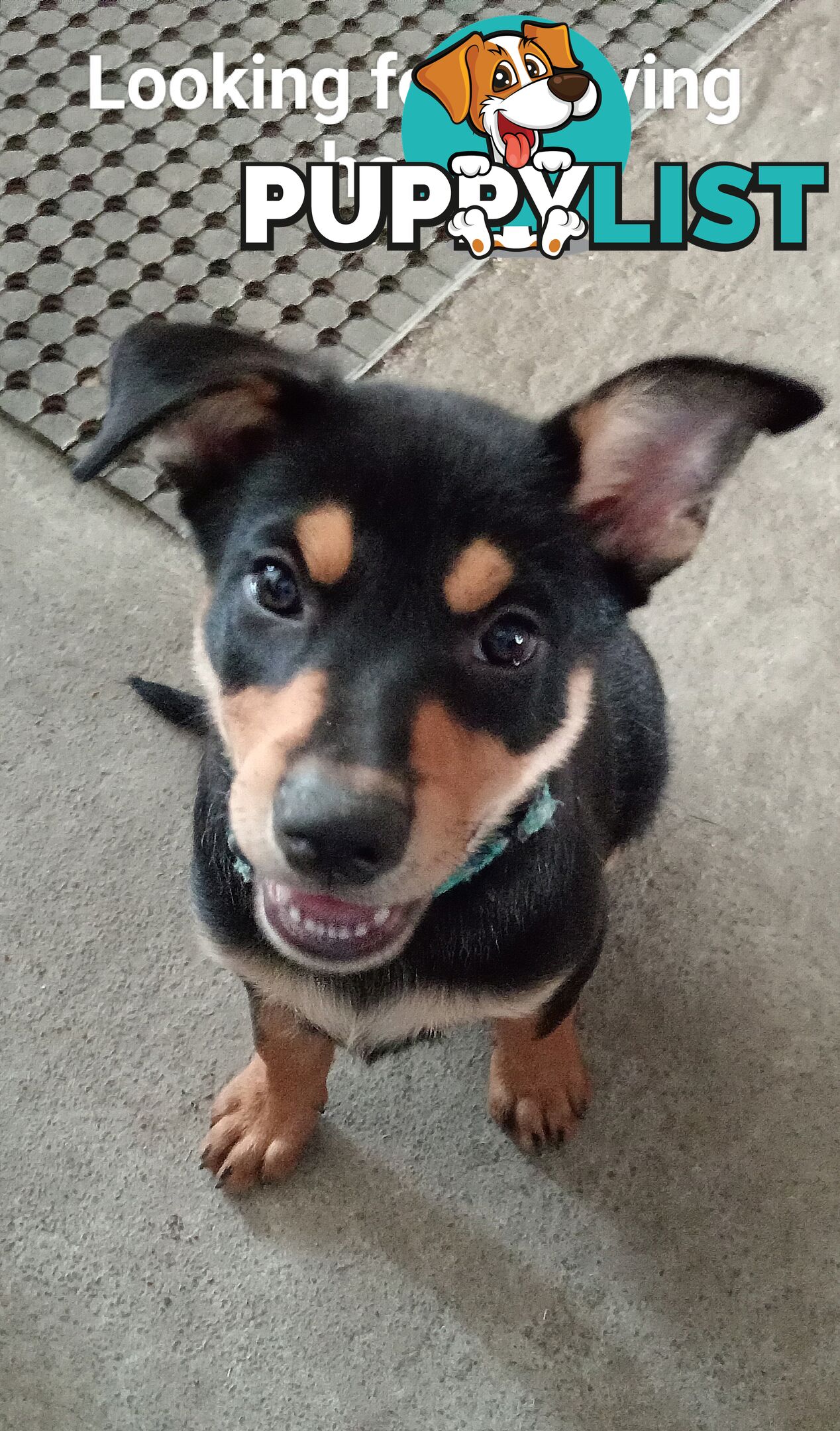 Kelpie Pups Purebred