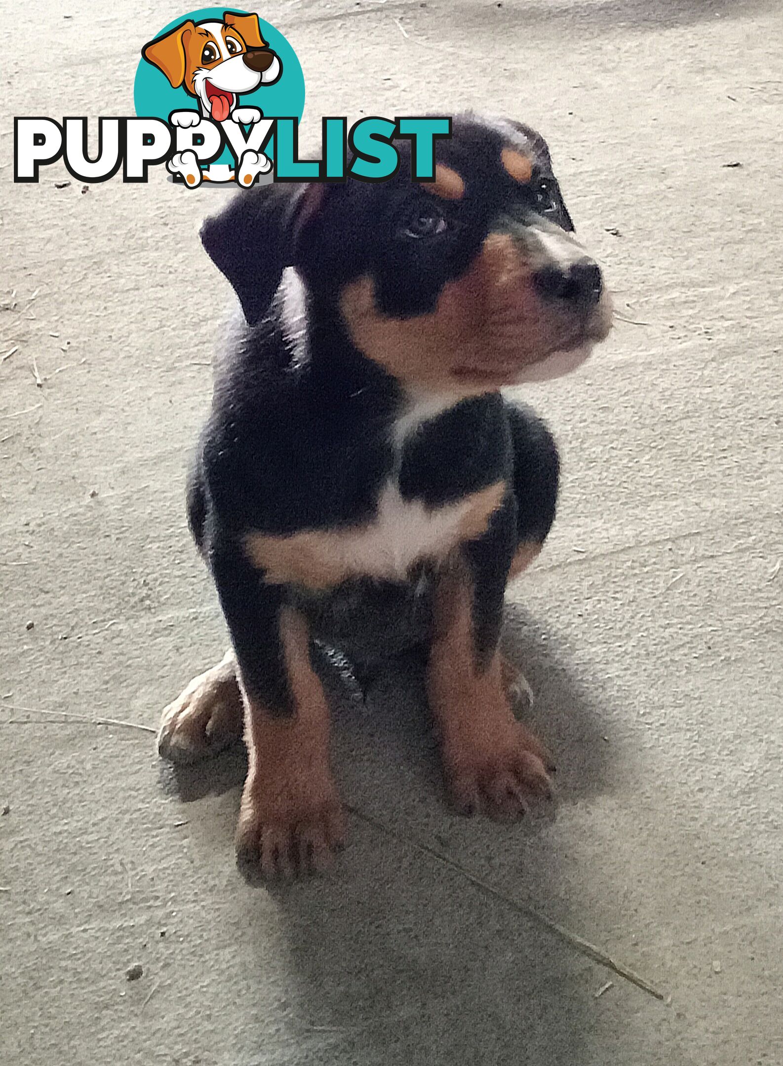Kelpie Pups Purebred