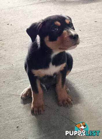 Kelpie Pups Purebred