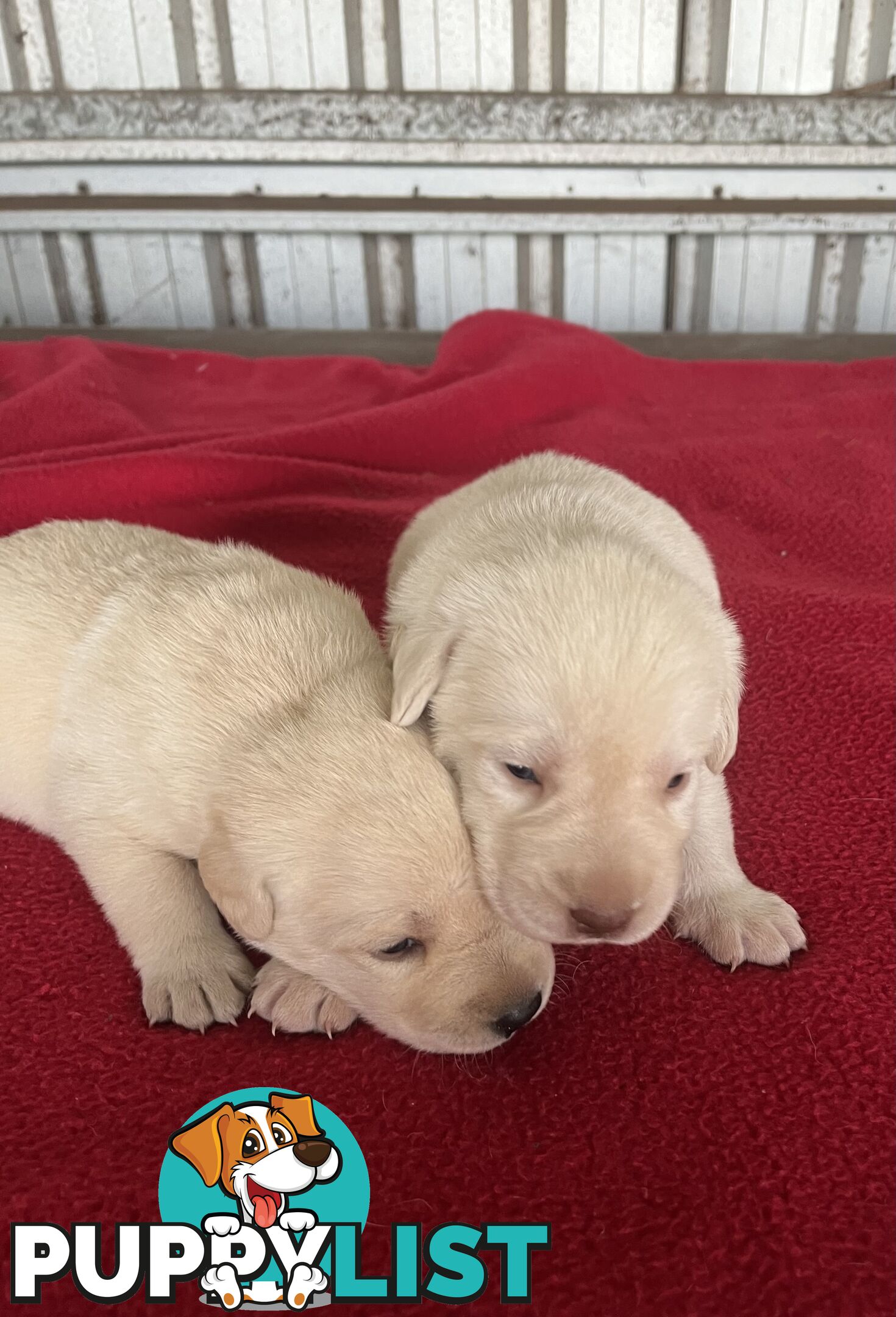 Pure bred Golden Labrador puppies