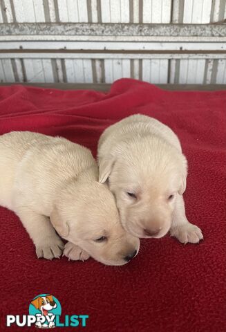 Pure bred Golden Labrador puppies