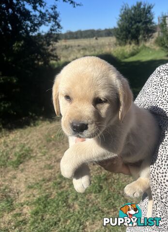 Pure bred Golden Labrador puppies Ready Now