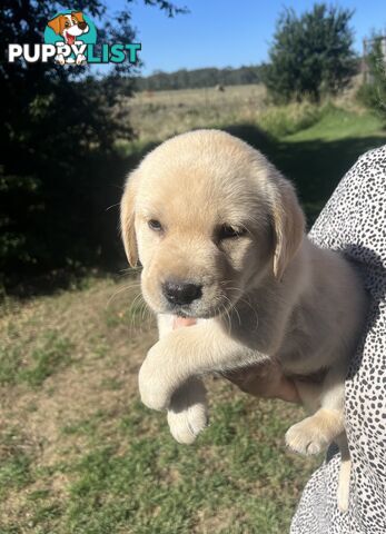 Pure bred Golden Labrador puppies