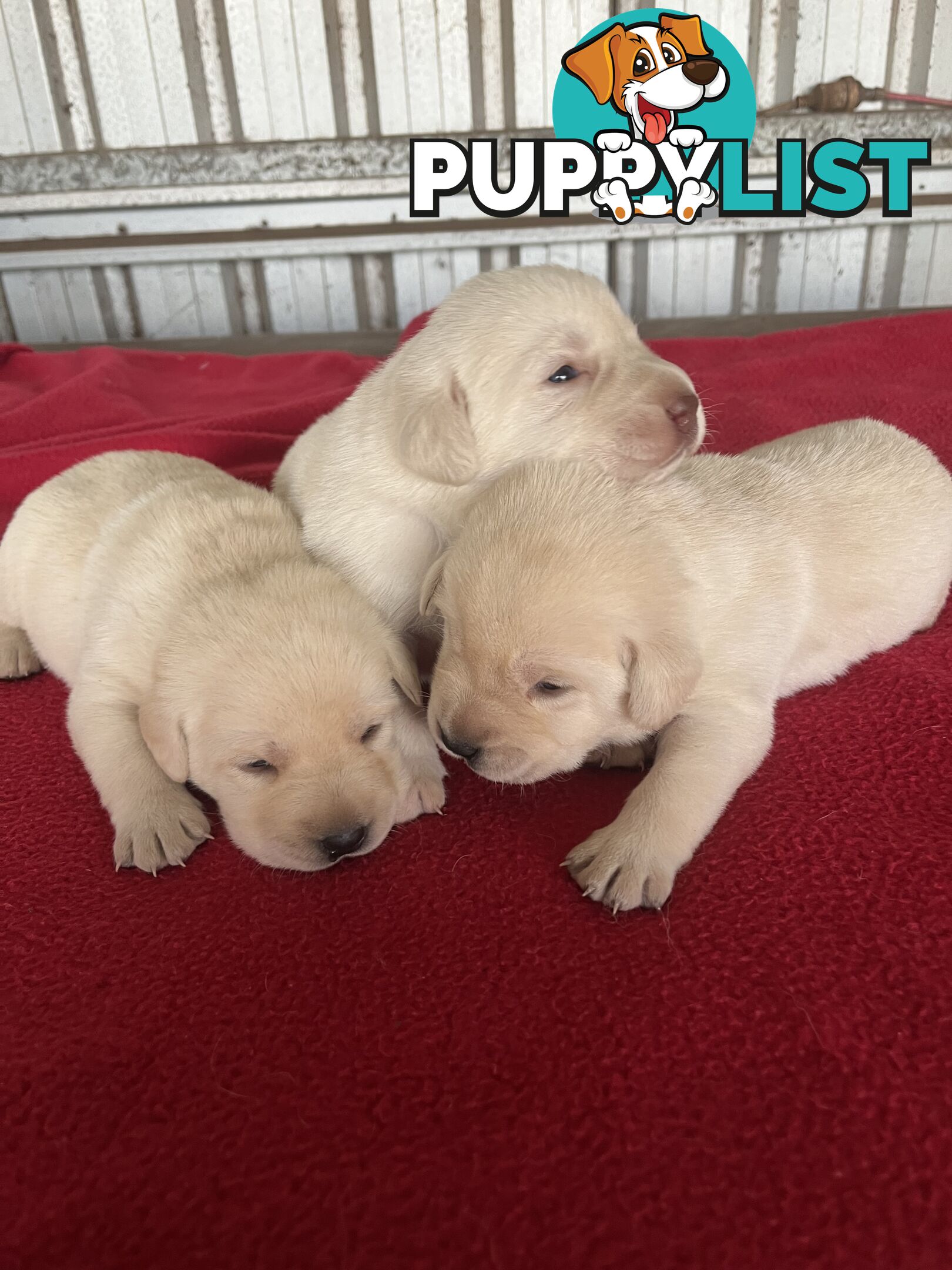 Pure bred Golden Labrador puppies