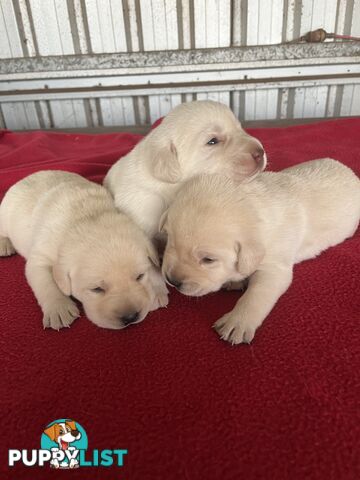 Pure bred Golden Labrador puppies