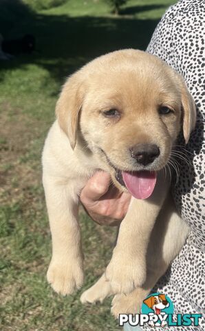 Pure bred Golden Labrador puppies