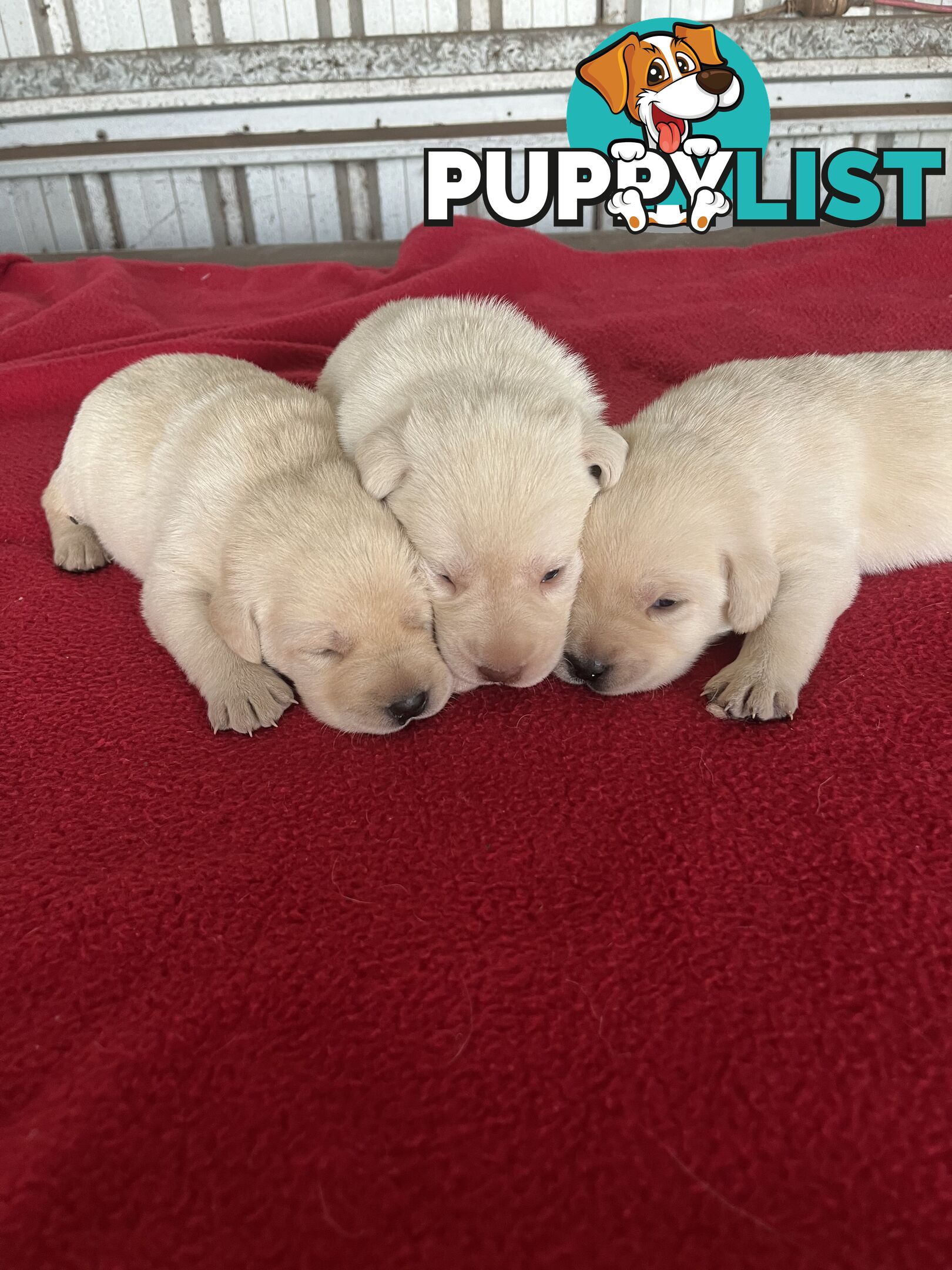 Pure bred Golden Labrador puppies