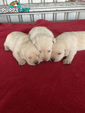 Pure bred Golden Labrador puppies