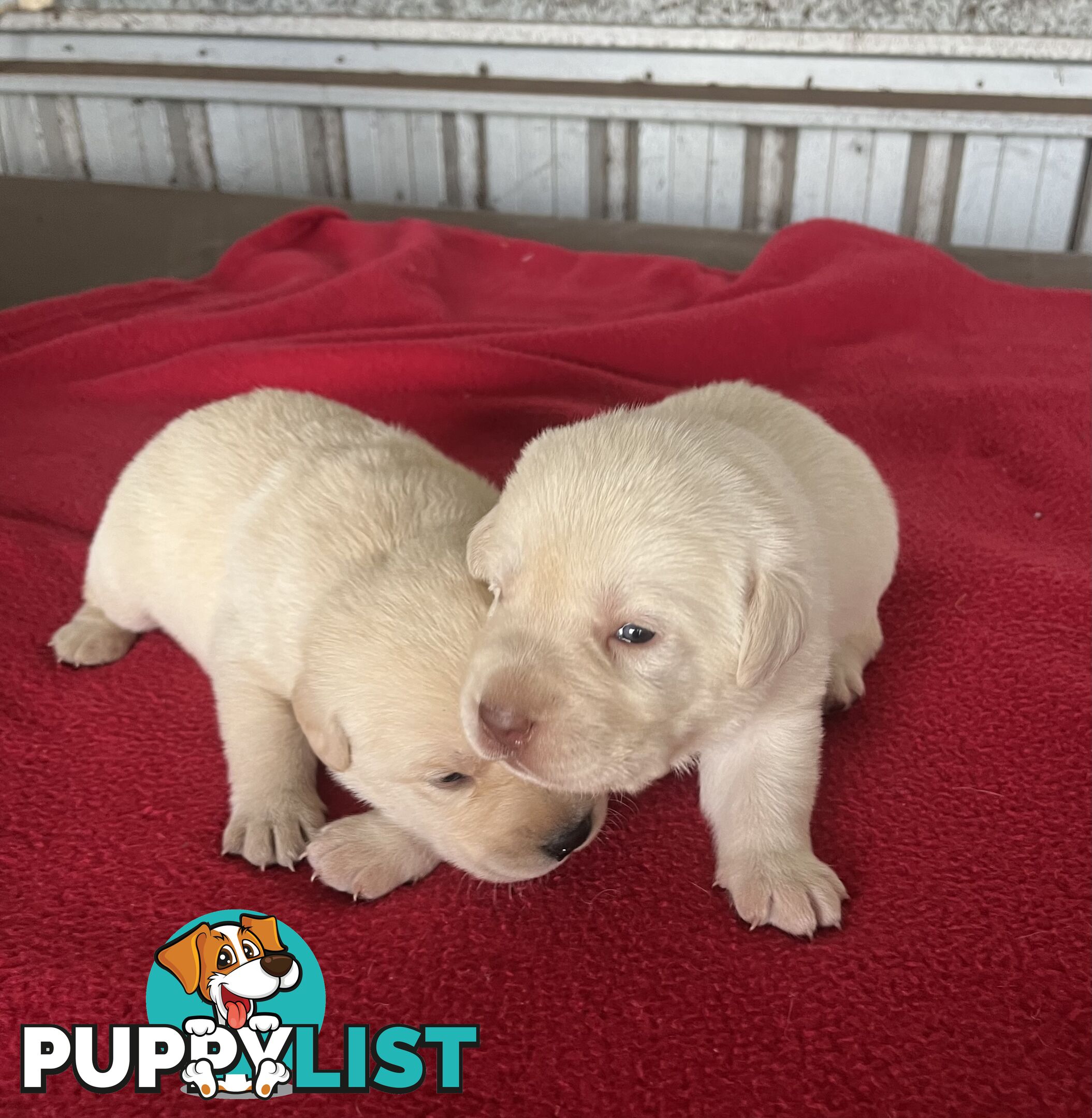 Pure bred Golden Labrador puppies