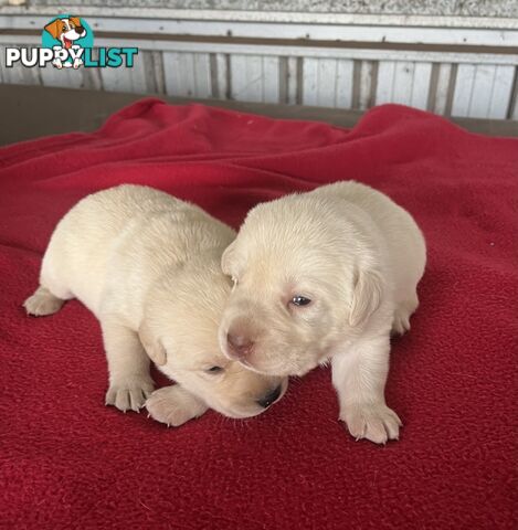 Pure bred Golden Labrador puppies