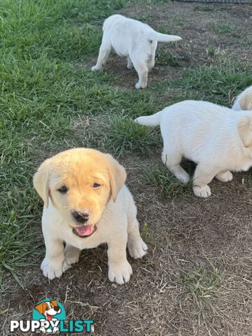 Pure bred Golden Labrador puppies