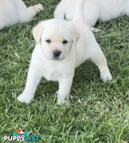 Pure bred Golden Labrador puppies