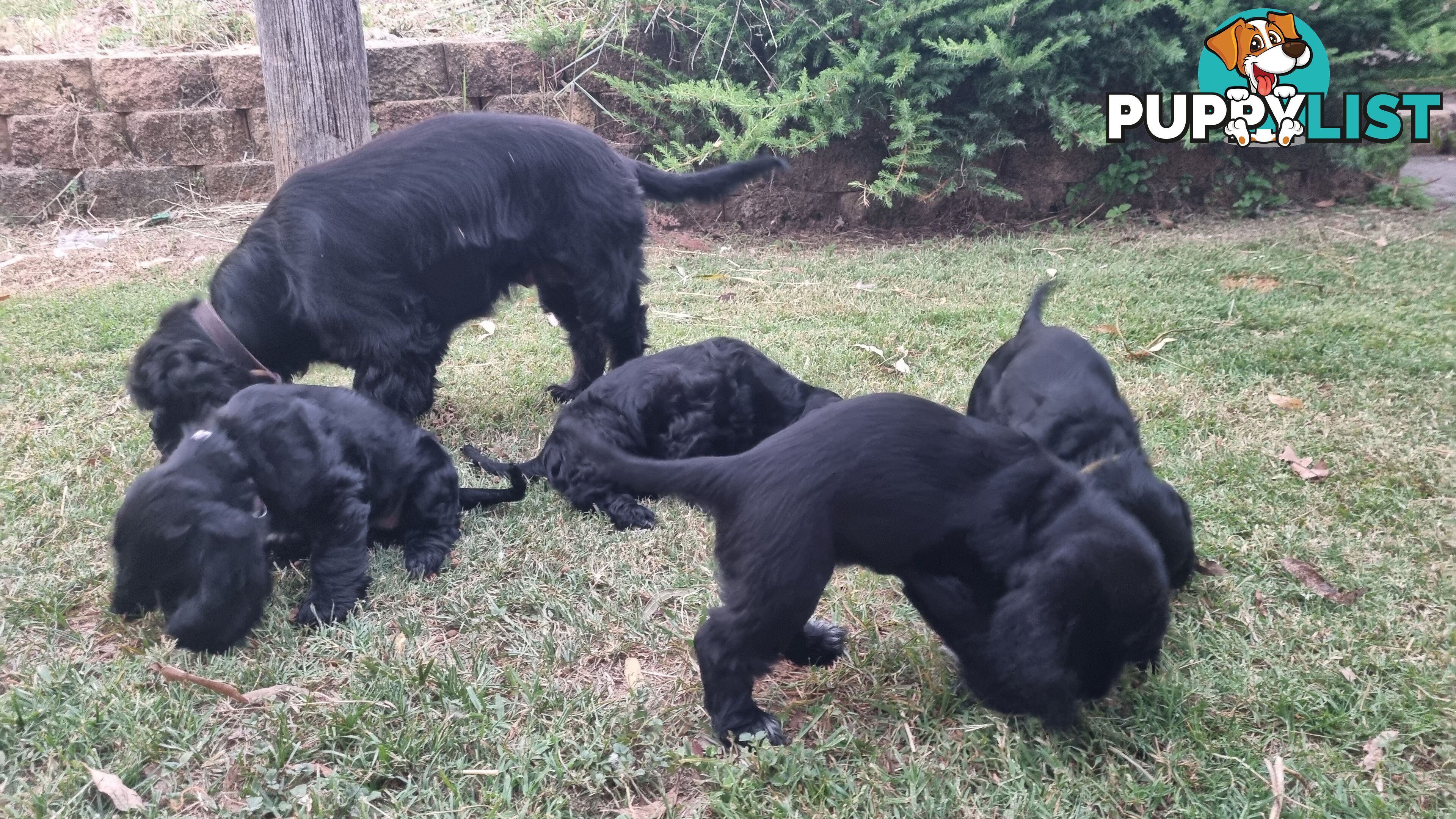 Cocker Spaniel Puppies - AVAILABLE NOW