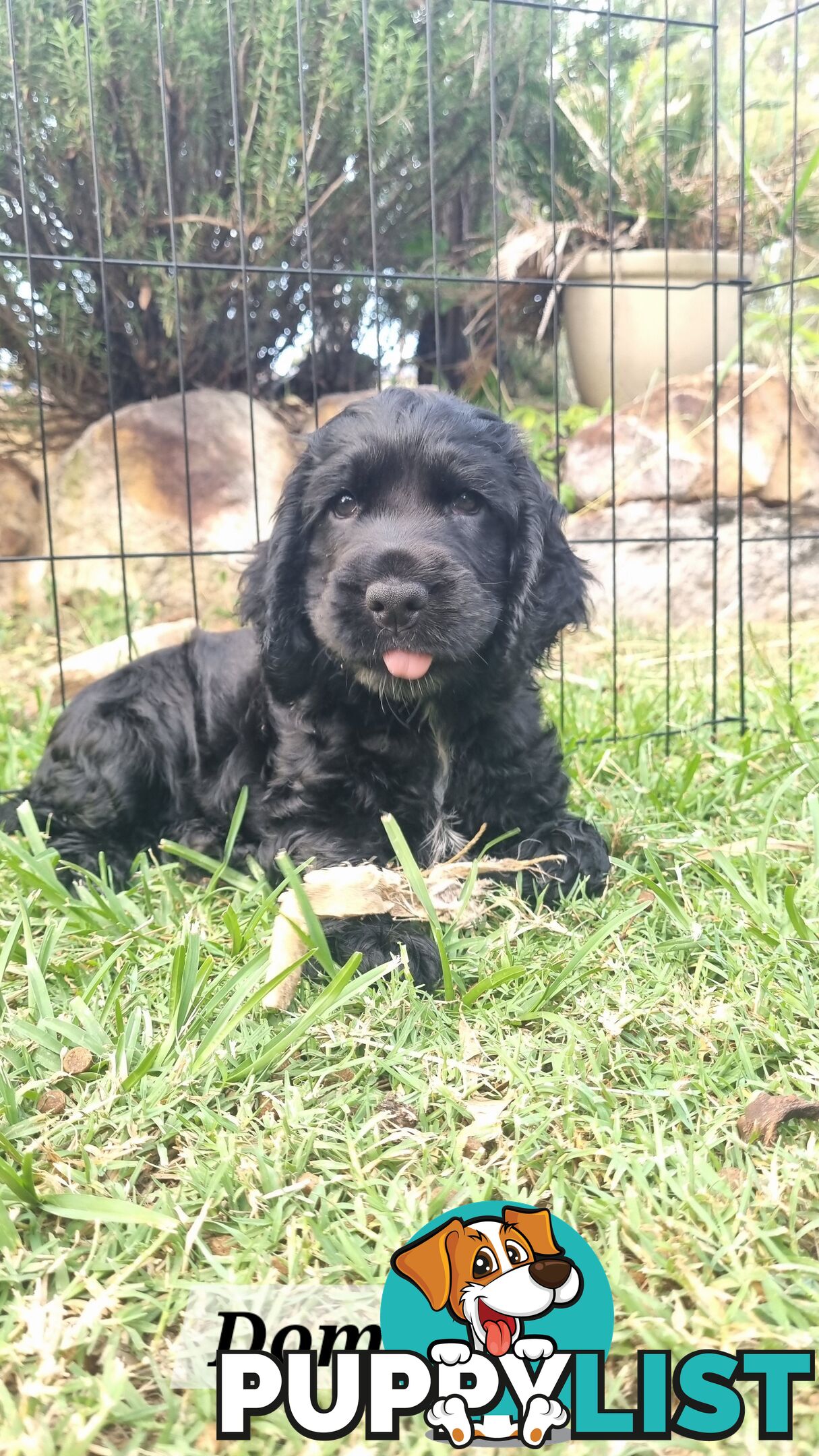 Cocker Spaniel Puppies - AVAILABLE NOW