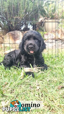 Cocker Spaniel Puppies - AVAILABLE NOW