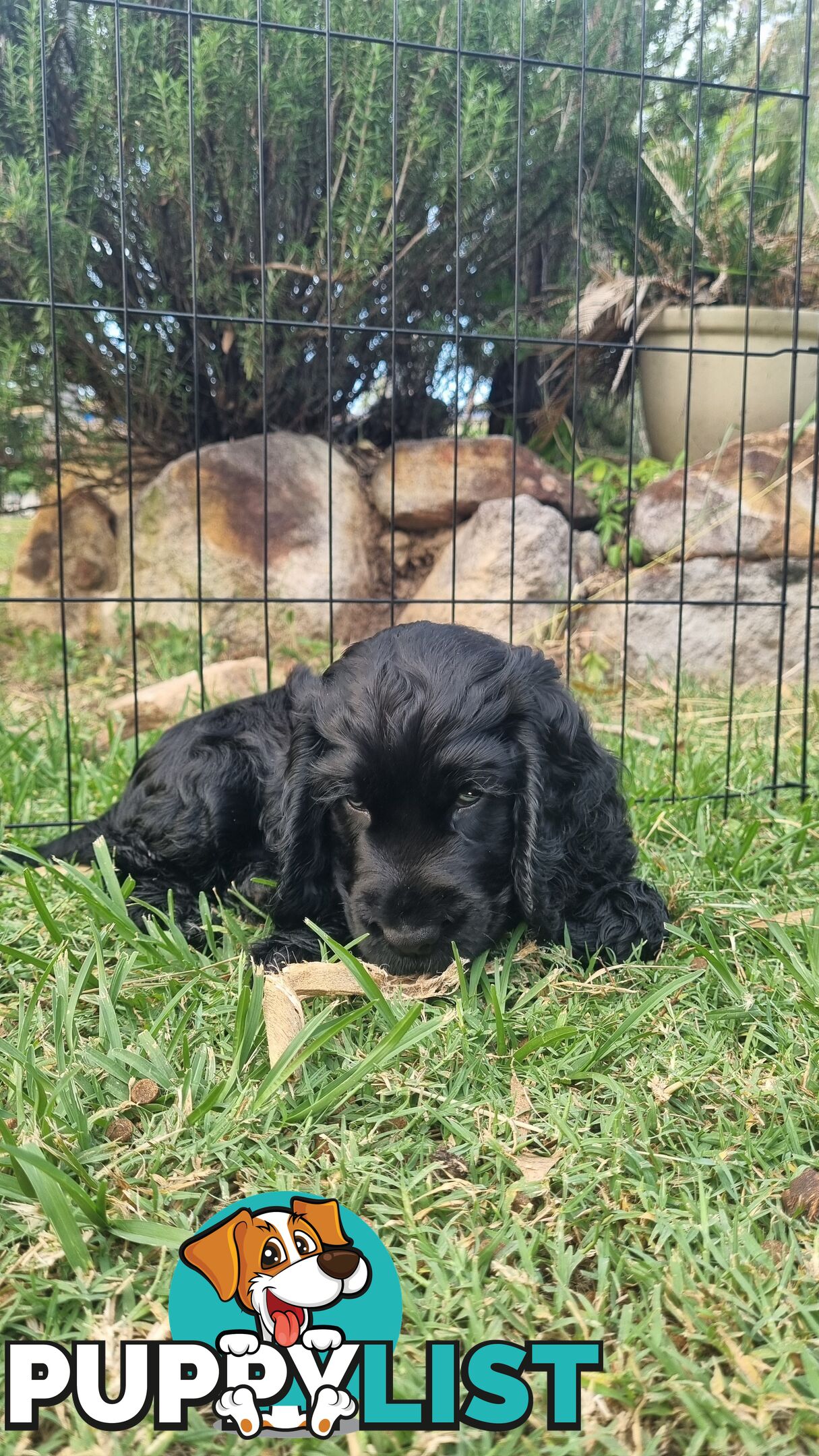 Cocker Spaniel Puppies - AVAILABLE NOW