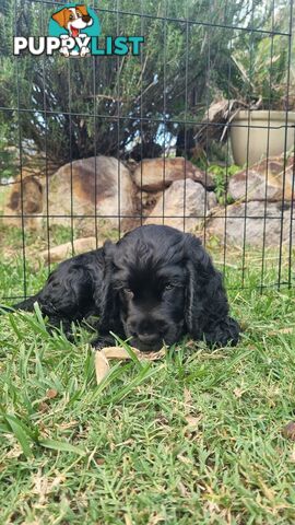 Cocker Spaniel Puppies - AVAILABLE NOW