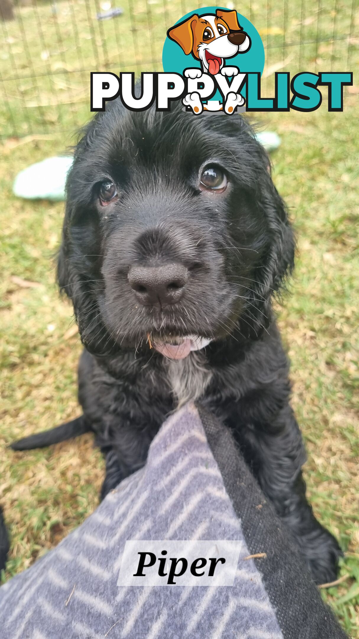 Cocker Spaniel Puppies - AVAILABLE NOW