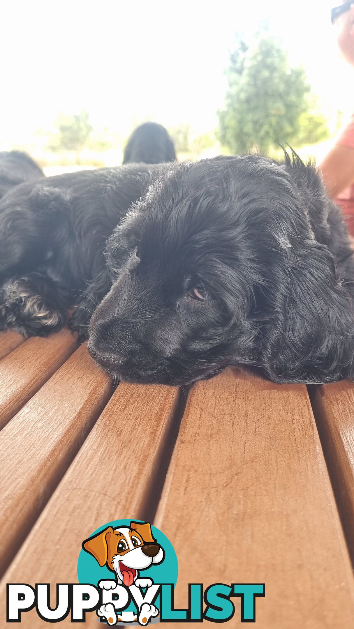 Cocker Spaniel Puppies - AVAILABLE NOW