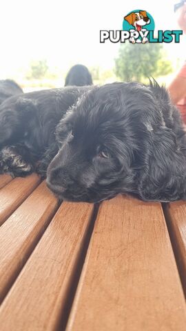 Cocker Spaniel Puppies - AVAILABLE NOW