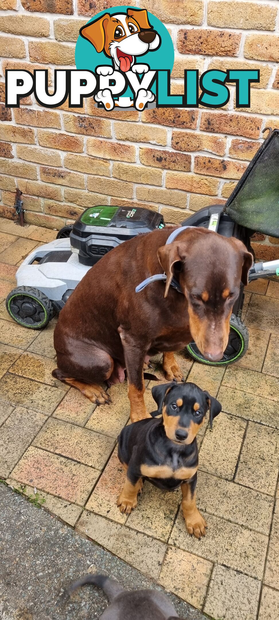 Doberman x puppies