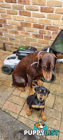 Doberman x puppies
