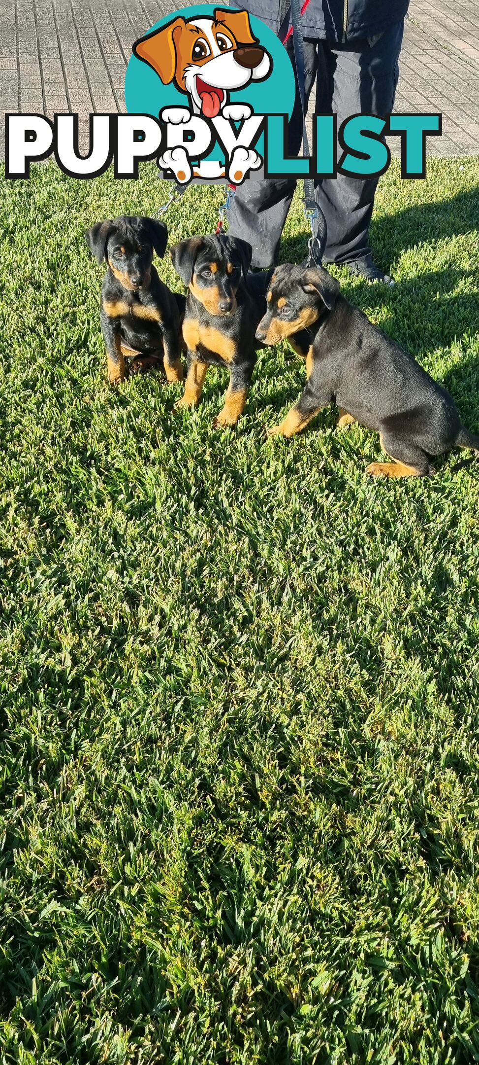 Doberman x puppies